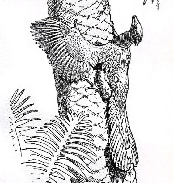 archeopteryx z knihy Pravěké ptactvo.